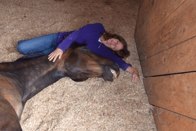 Reiki healing with a beautiful horse