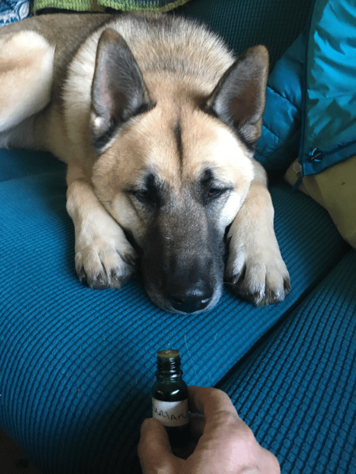 Pup using aromatherapy oils to help relax