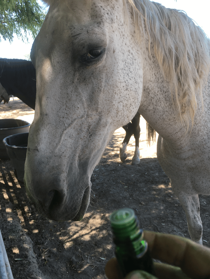 Rescue horse choosing her oils for self healing