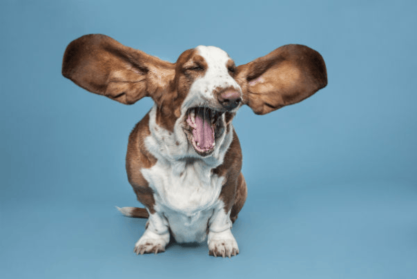 Pet Dog Flying Over The Rainbow Bridge