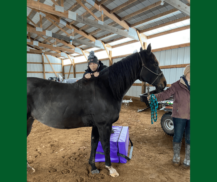 Motion Assessment of horses withers 