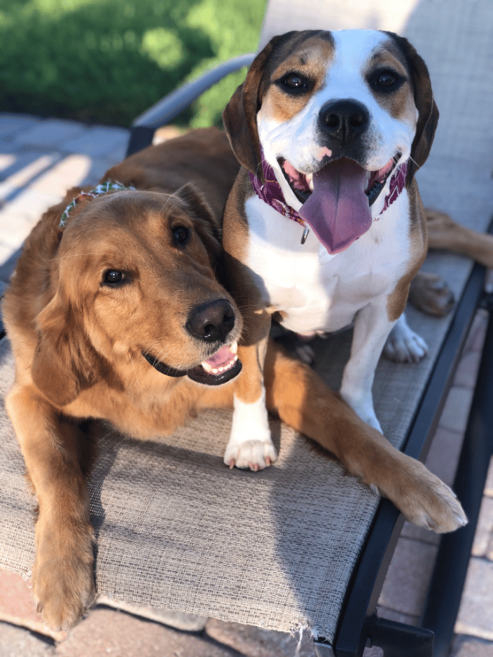 Client Dogs Practicing Their Down-Stays