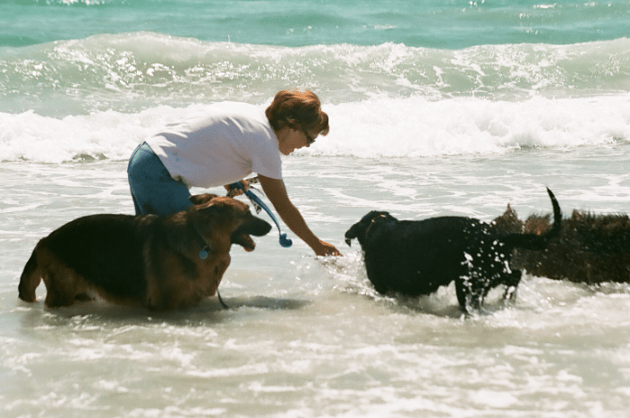 Obedient Dogs Enjoying Off Leash Play