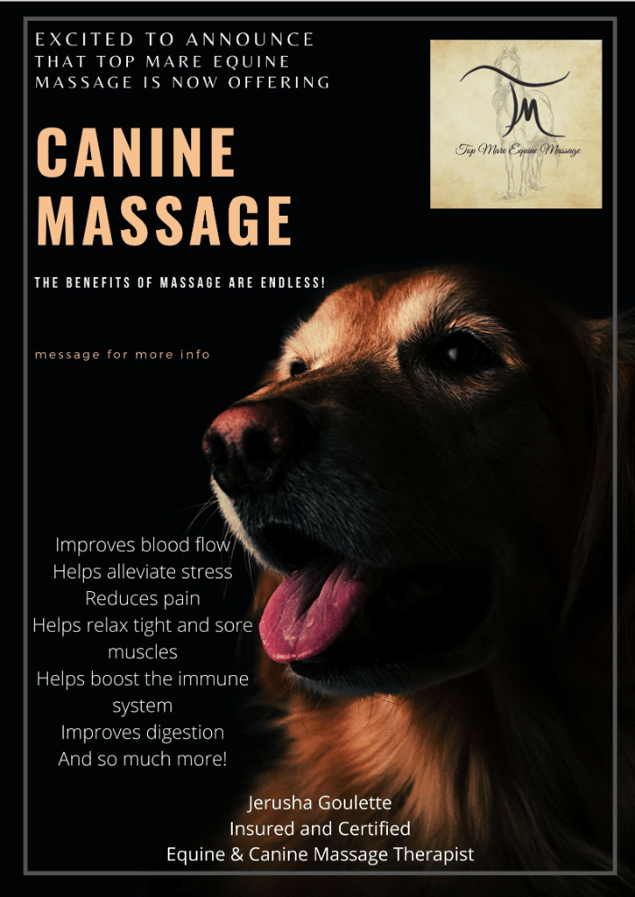 Canine Massage Services