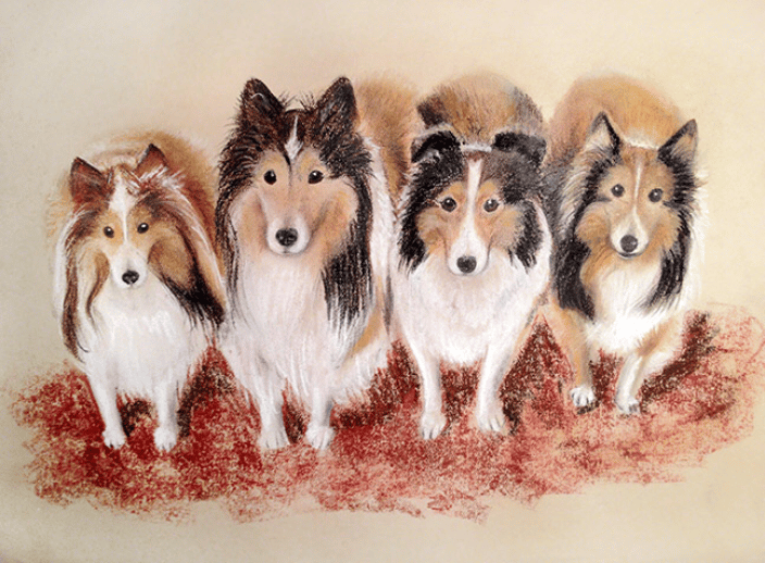 Four shelties, pastel