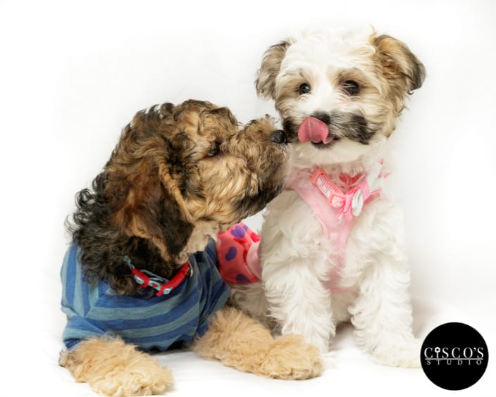 Poodle puppies giving kisses