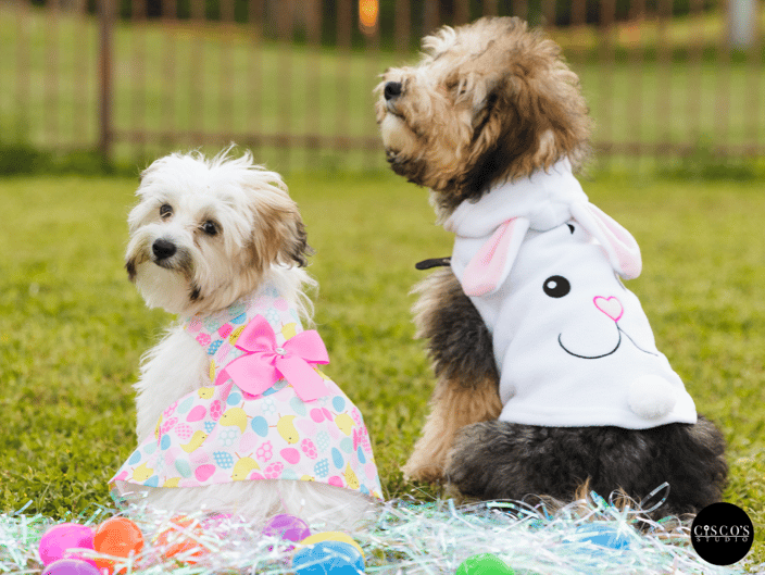 Easter puppies