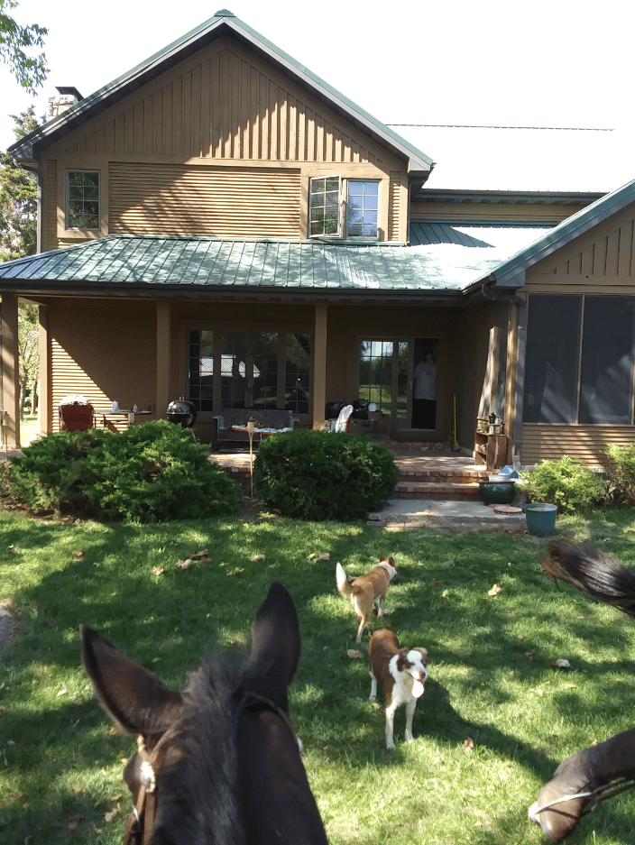 My knuckleheads and backyard