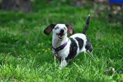 Hope, the blind and deaf doxie.