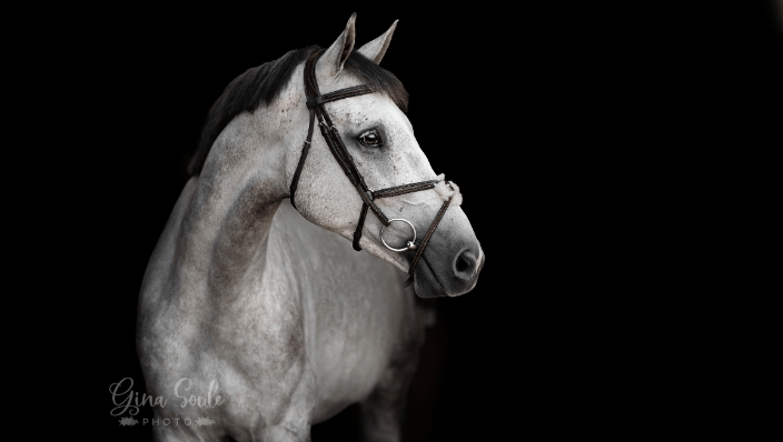 Black Background Horse Portait