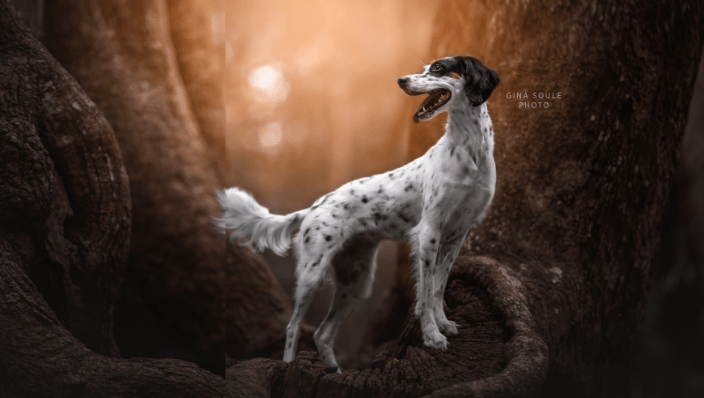 Dog Portrait