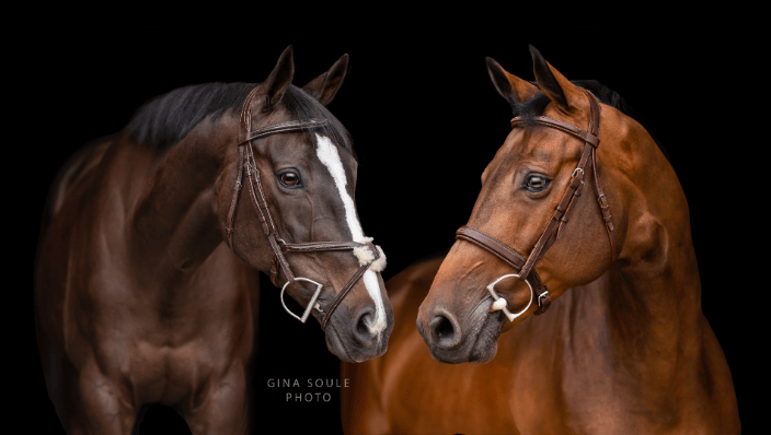 Black Background Horse Portrait