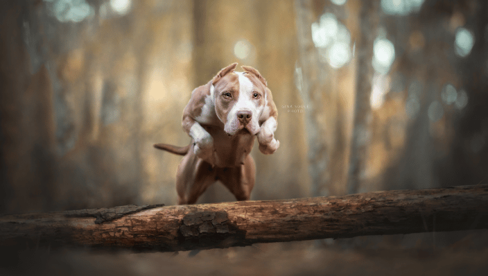 Flying Fido 
