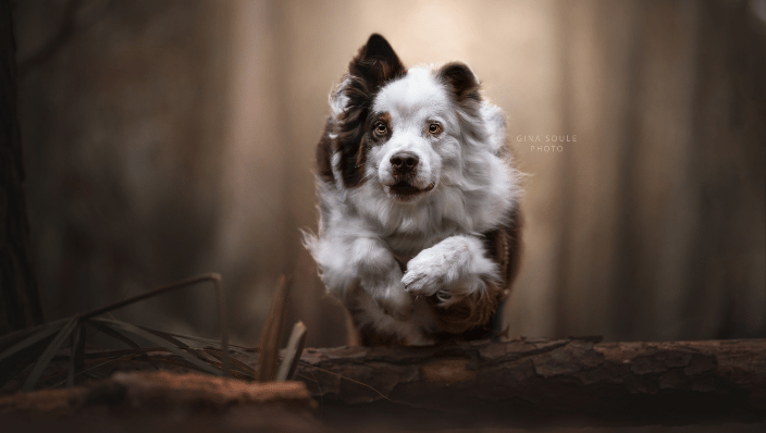 Flying Fido