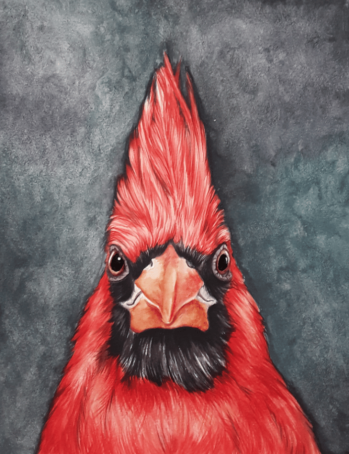 Red Cardinal