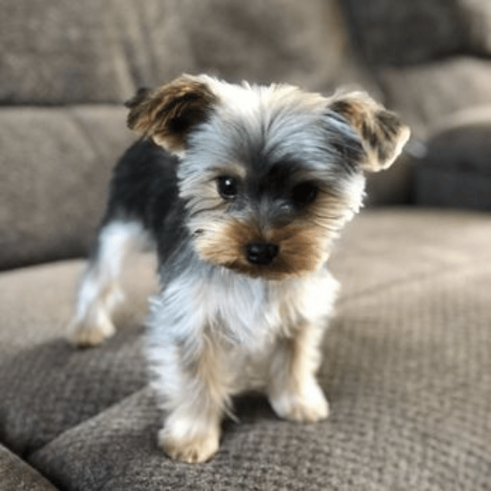 Yorkie groom