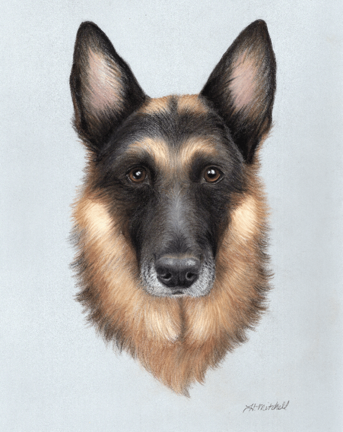 Pastel portrait of a German Shepherd Dog by artist Heather A. Mitchell. 11" x 14" unframed.