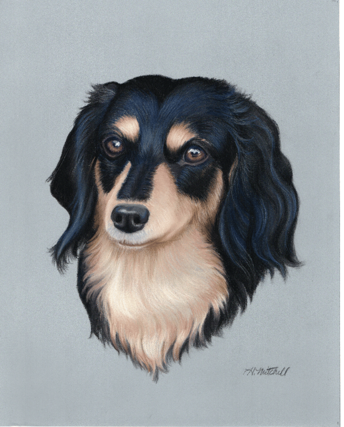 Pastel portrait of a Longhaired Dachshund by artist Heather A. Mitchell. 11" x 14" unframed.