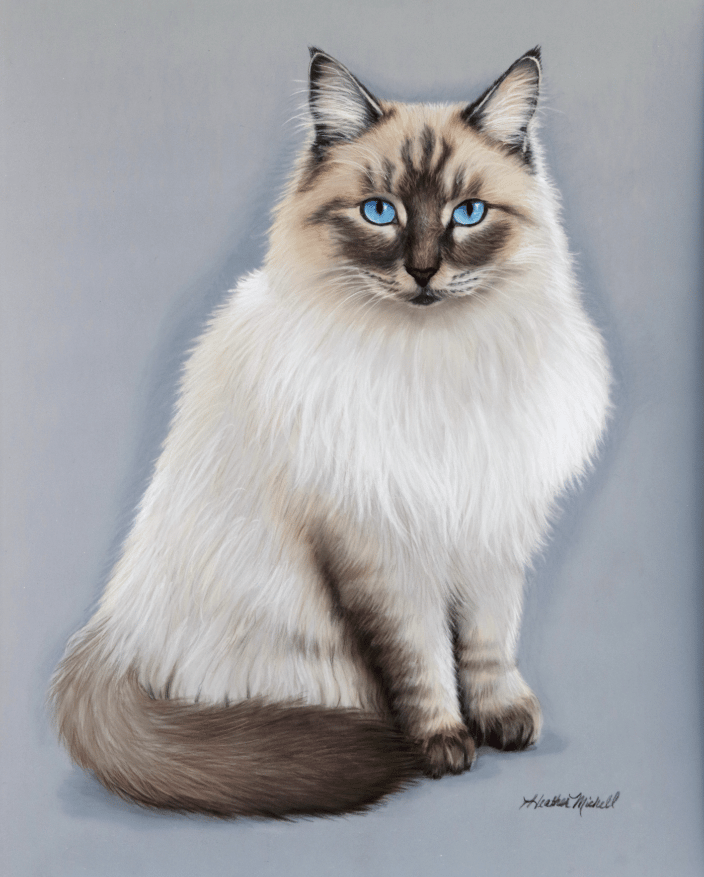 Pastel portrait of a Seal Point Himalayan Cat by artist Heather A. Mitchell. 16" x 20" unframed.