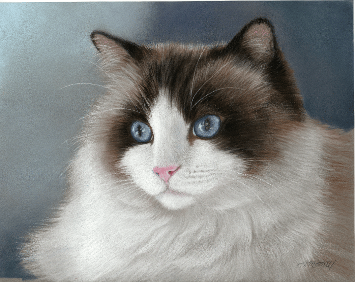 Pastel portrait of a Maine Coon cat by artist Heather A. Mitchell. 11" x 14" unframed.