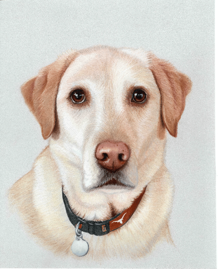 Pastel pet portrait of a Yellow Labrador Retriever dog by artist Heather A. Mitchell. 11" x 14" unframed.