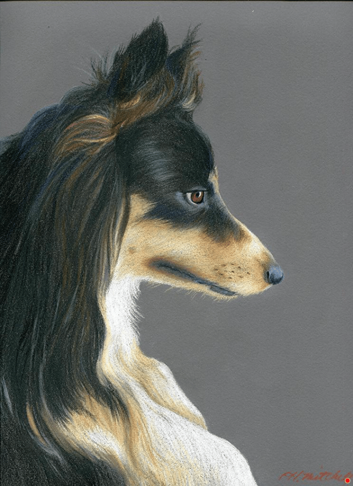 Pastel pet portrait of a Border Collie dog by artist Heather A. Mitchell. 9" x 12" unframed.