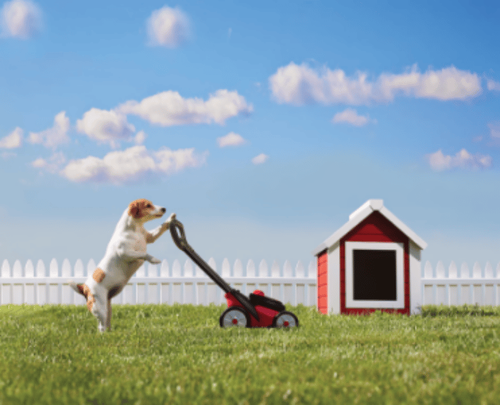 We now also do basic lawn care!