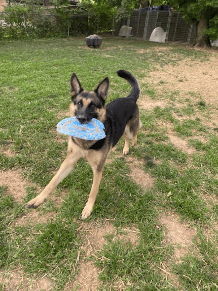 Mika loves to play frisbee!
