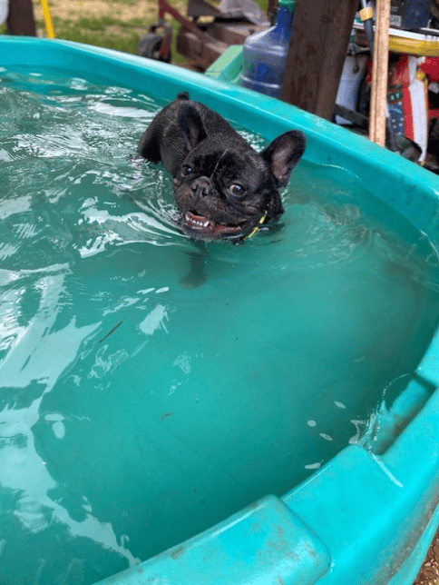 Molly loves to swim!