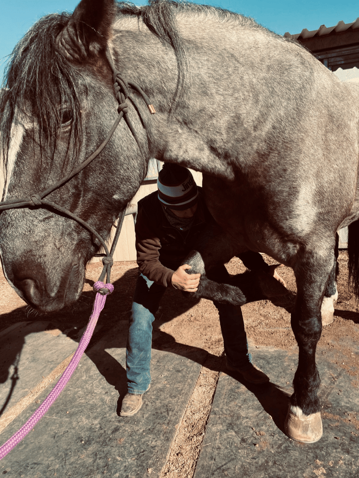 Equine extremity assessment