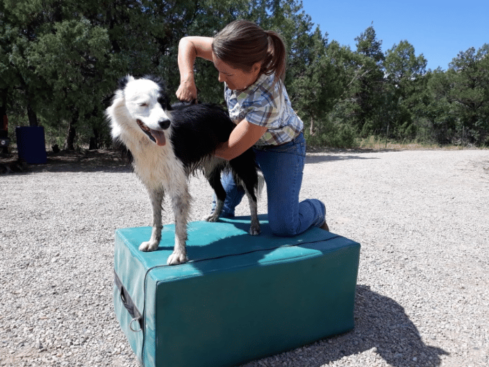 Adjusting a dog's thoracic spine