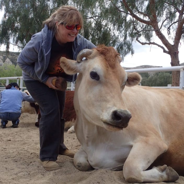 Massaging one of the glorious cows at The Gentle Barn in California. I had massaged pigs, goats, and sheep, but this was my first cow! 