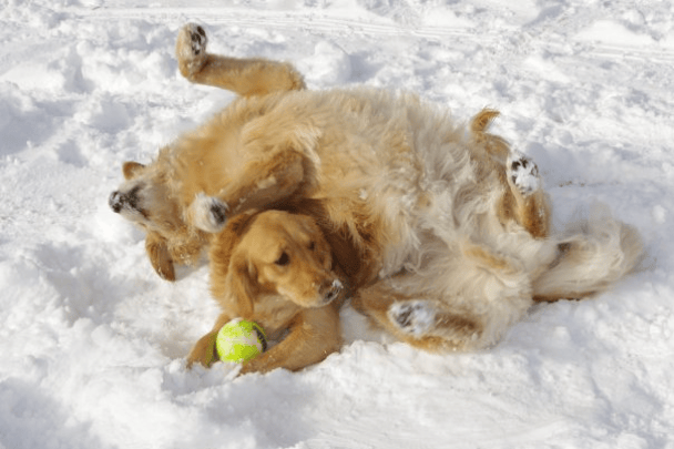 Kodabear (rolling) and Shiloh are now two of my spirit dogs. Kodabear died in 2014, and Shiloh died in 2020. I call them into every session I do! 