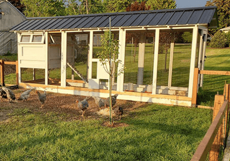 6'x18' American Coop with chicken run door in Ohio