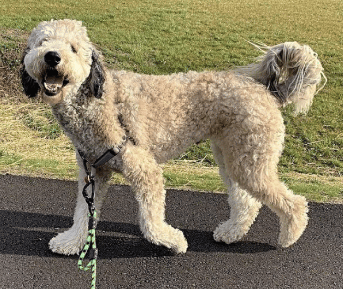 Dog walking