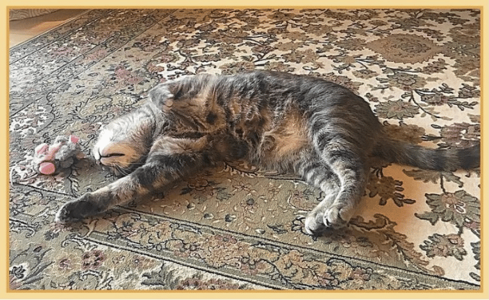 Relaxed cat