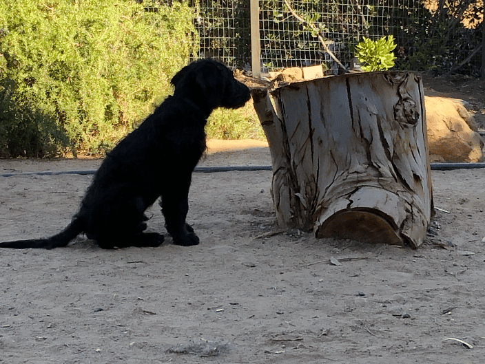 14 week old Doodle