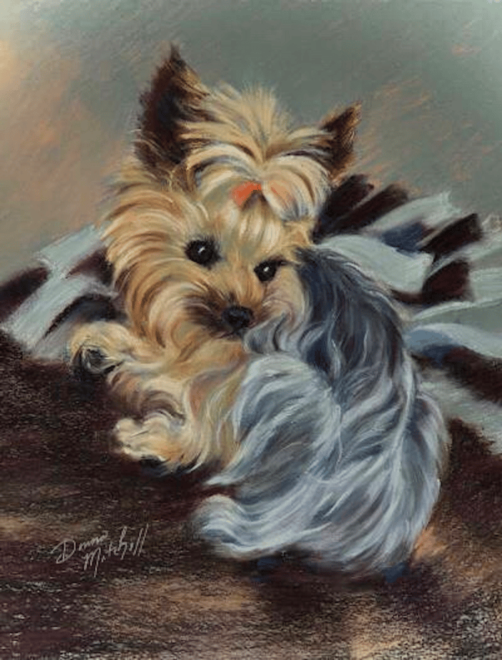 Shadow ~ Yorkshire Terrier, pastel, 12.25 x 9.5" 