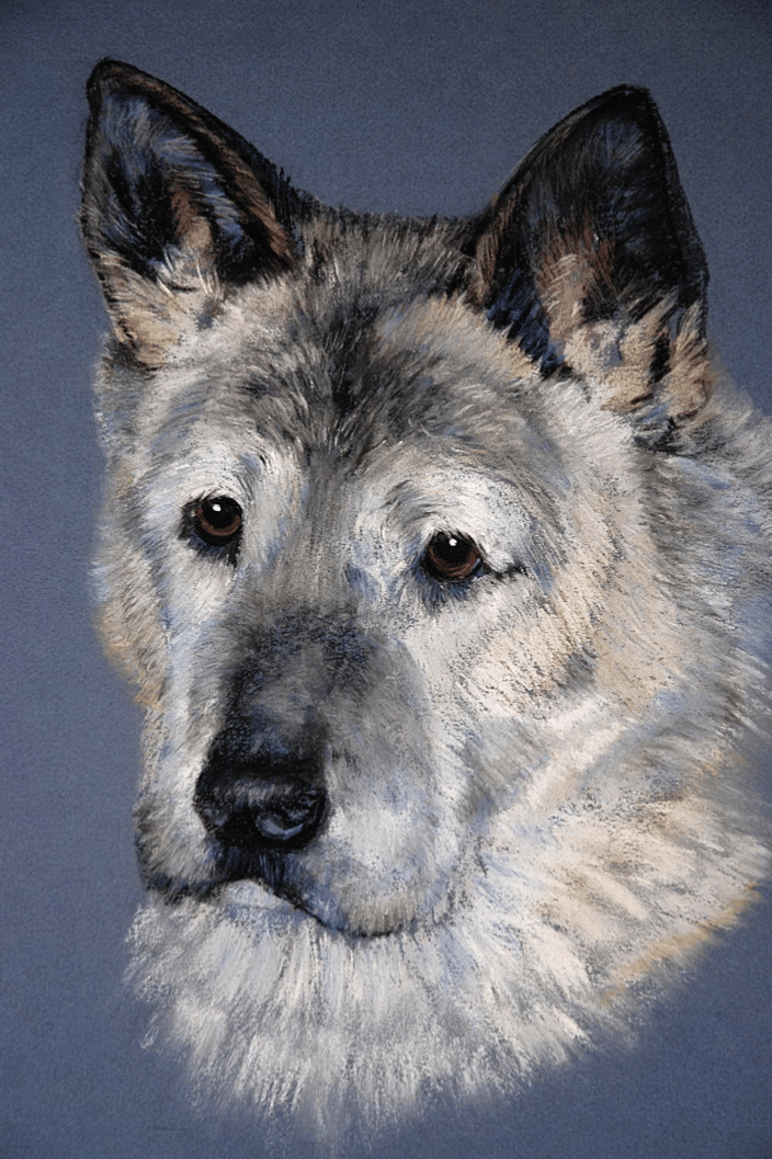 Cherokee ~ Akita, pastel, 14 x 11"