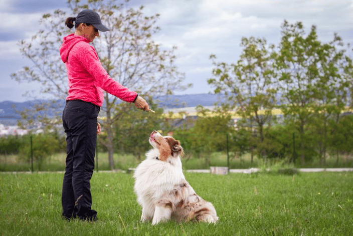 Snr dog trainer