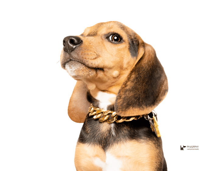 Bronx, Beagle puppy