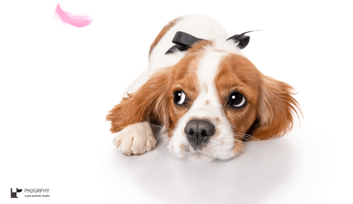 Chenin, Cavalier King Charles Spaniel, Puppy