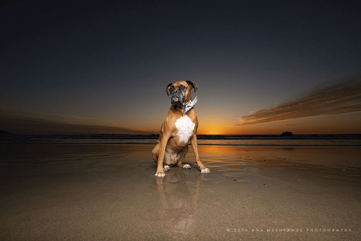 Fawn boxer at the beach.