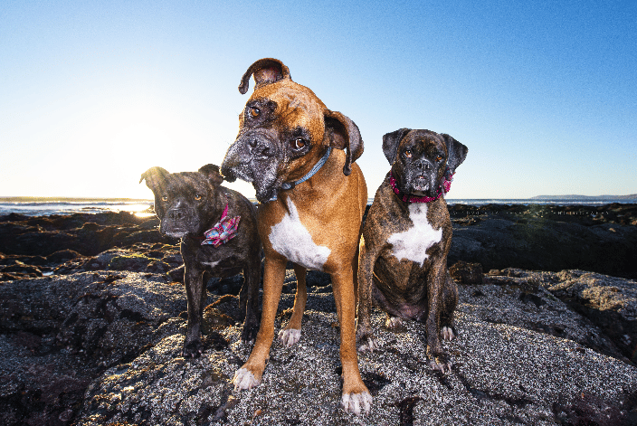 Group of adorable pups at the beach.
