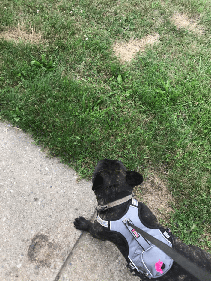 pet walks are always a blast