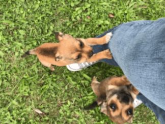 got puppies, no problem. hearts for hounds covers basic training while walking. we can help them learn not to pull and to sit when you stop. the paw-ssibilities are endless!