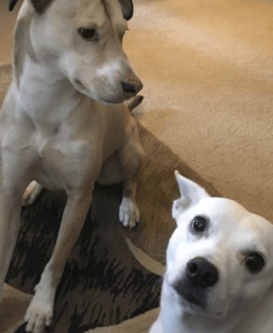 dog sitting is also a service we provide. need to get away for the weekend, no problem. drop your pup off at the low price of 25 dollars a day!
