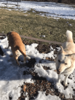 socialization is a huge part of a happy pups life! but if your little one is not a people person, no worries! we offer private walks!! just five dollars more. 