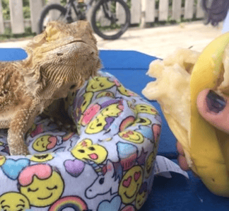 we also offer pet feeding! if your going to be gone for a while, let us help! rates depend on distance traveled but daily is never above ten dollars!