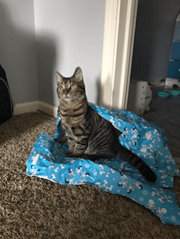 cats have such a wide range of personalities! help us understand your cat before pet sitting! provide any details that might help make this the best experience possible!